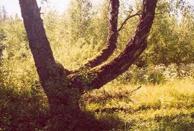 Det “tredelade” trädet längs stigen till minnesstenen. Foto: Göran Landström